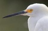 Snowy Egret Profile_33495